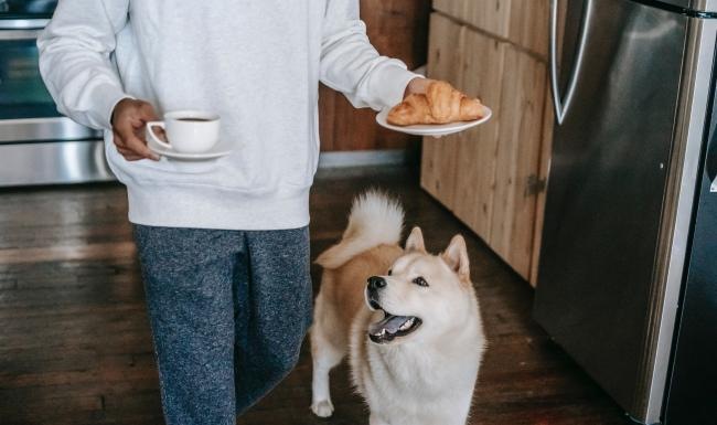 The Lyla is a pet-friendly community! a dog and a person holding a plate of food
