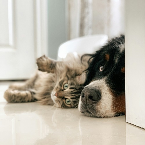 dog and cat laying together